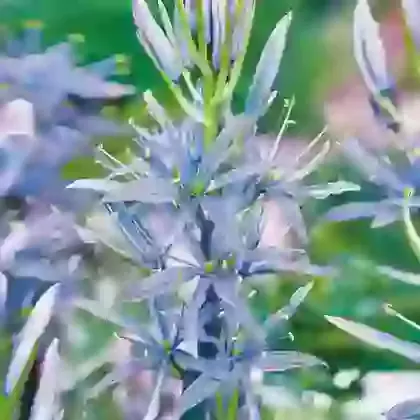 Leichtlinii Blue Heaven